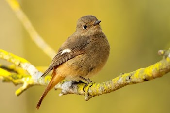 short-beaked brown bird on tree branch