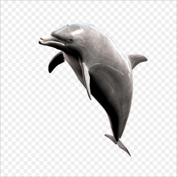 Short-beaked common dolphin Striped dolphin Whale - dolphin 
