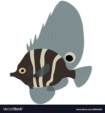 short boarfish tropical exotic fish
