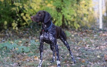 Short-coat Black and White Dog Standing on Green Grass