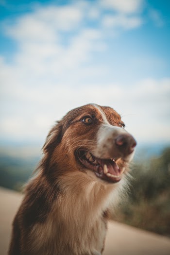 Short-coat Brown and White Dog