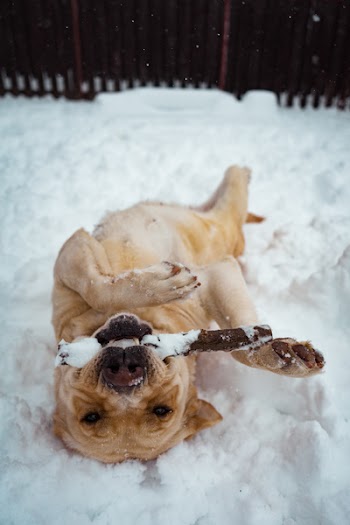 Short-coat Brown Dog Lying on Snow