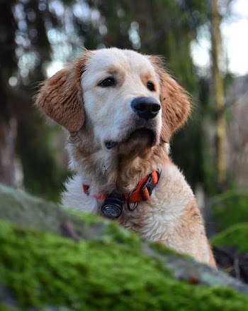 short-coat tan and white Labrador retriever on forest