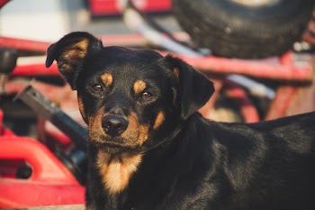 Short-coated Black and Brown Dog