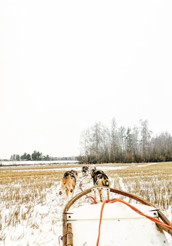 Short-coated Black-and-brown Dogs Under White Sky