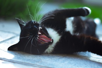 Short-coated Black and White Cat Lying on Floor