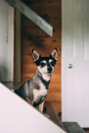 Short Coated Black And White Dog