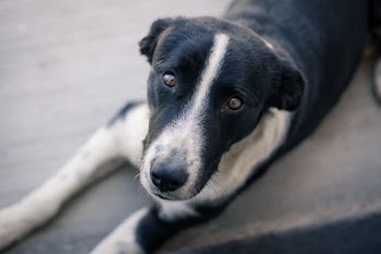 Short-coated Black and White Dog Lying on Brown Surface