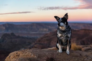 short-coated black and white dog sitting on rock during daytime