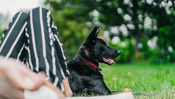 Short-coated Black Dog