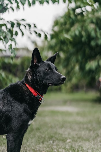 Short-coated Black Dog