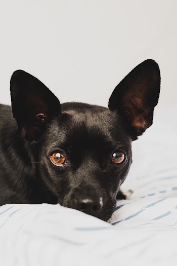 Short-coated Black Dog