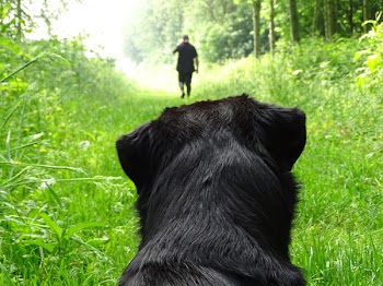 Short-coated Black Dog on Grass Field