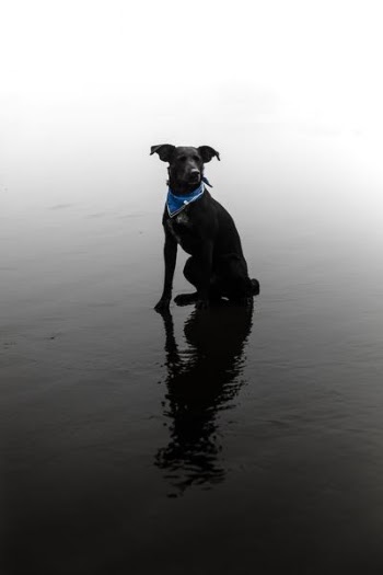 short-coated black dog on water
