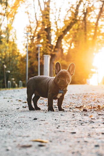 Short-coated Black Puppy