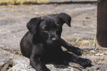 Short-coated Black Puppy Lying on Ground