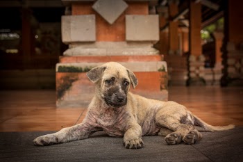 Short-coated Brindle Puppy Lying on Floor