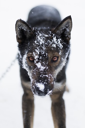 Short-Coated Brown and Black Dog