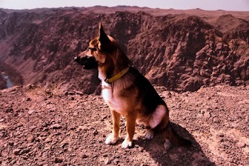 Short-coated Brown and Black Dog