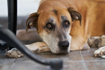 Short-coated Brown and Black Dog Laying on Ground