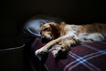 short-coated brown and white dog on bed