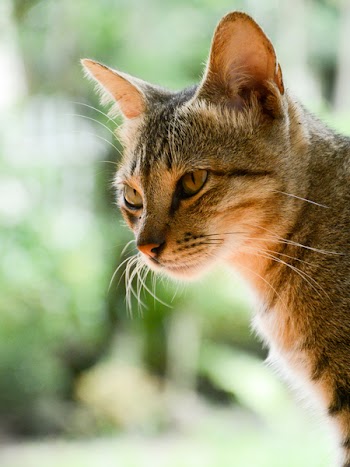 Short-coated Brown Cat