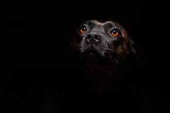 short-coated brown dog