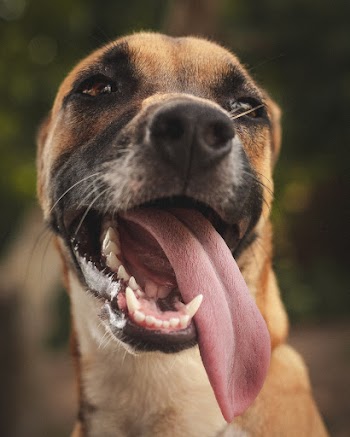 Short-coated Brown Dog