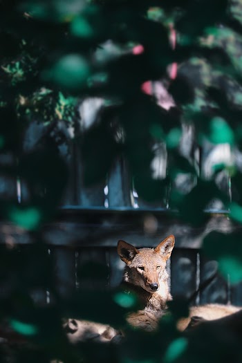 Short-coated Brown Dog