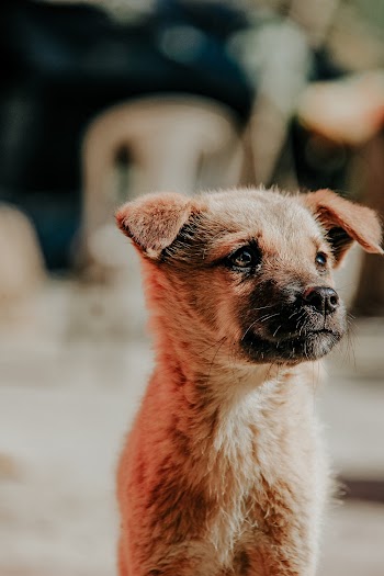 Short-coated Brown Dog