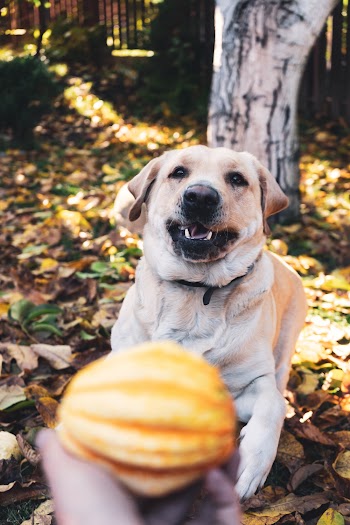Short-coated Brown Dog