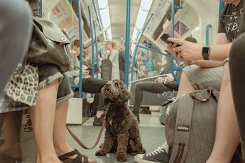 short-coated brown dog inside train