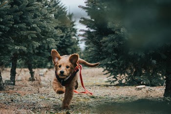 Short-coated Brown Dog Near Trees