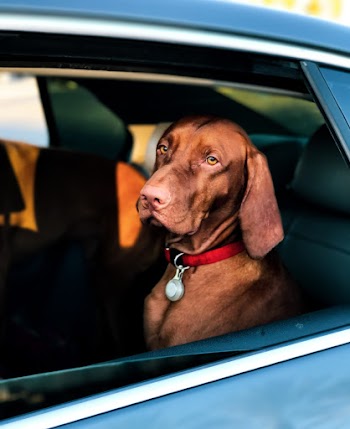 Short-coated Brown Dog Sitting inside a Car 