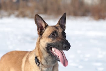 Short-coated Brown Dog Standing on Snow