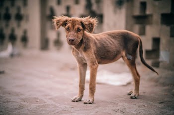 Short-coated Brown Puppy