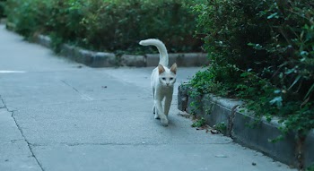 Short-coated Cat Walking Near Bushes