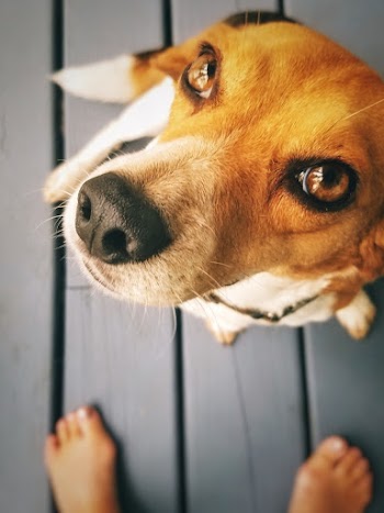 Short-coated Dog