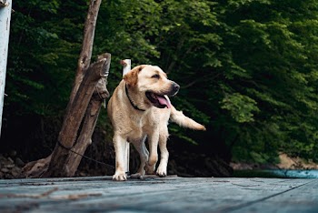 Short-coated Dog 