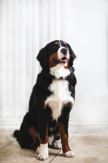 Short-coated Dog