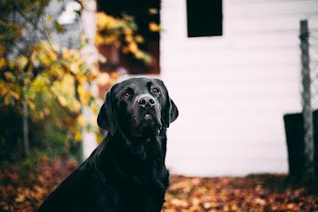 Short-coated Dog Near White House