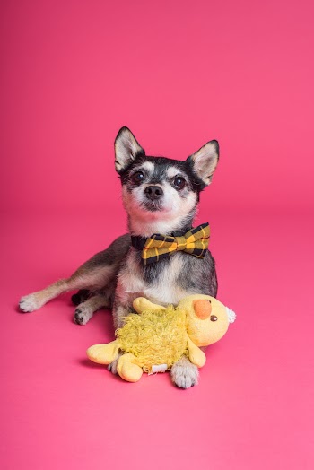 Short-coated Dog Sitting on Pink Surface