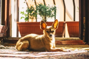 Short-coated Fawn Dog Near Flower Pots