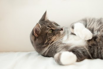 Short-coated Gray and White Cat
