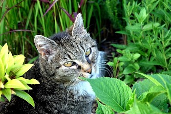 Short-coated Gray and White Cat