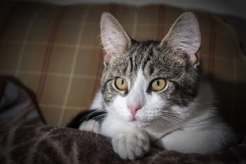 Short-coated Gray and White Tabby Kitten