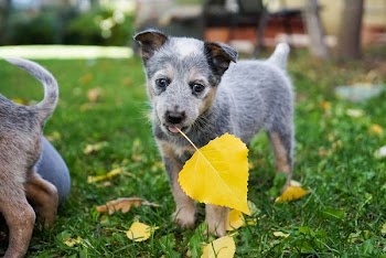 short-coated gray puppy standing on yellow leaf