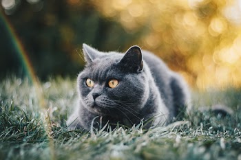 Short-coated Grey Cat Lying On Green Grass Field