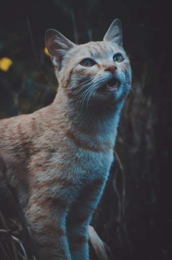 Short-coated Orange Tabby Cat