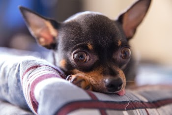 Short-coated Puppt